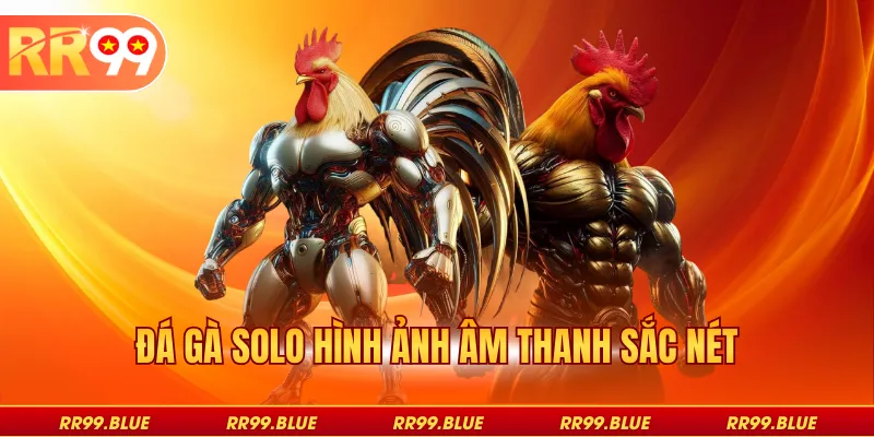 Đá gà Solo hình ảnh âm thanh sắc nét